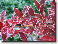 Prvn� n�mraza na bor�v��