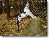 Chieeta p�i sledov�n� pt��k�