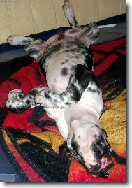 Takhle spink� Anubis