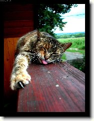 Barevn� Mi�ka =)