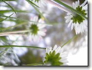 Ze �ivota brouk�