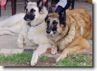 Belgick� ov��k-Tervueren a B�l� Gris