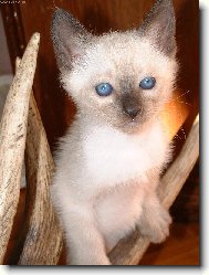 �� jsou to parohy???