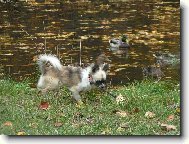 Elf��ek a ka�enky