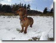 Jessienka a prvn� sn�h