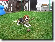 Teddy na zahrad� !!