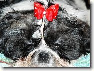 mali�k� kr�ska