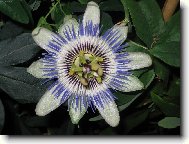 A kone�n� kvete:o))