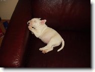 Cassius - hl�da�