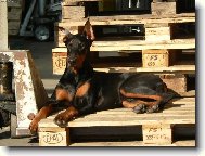 Tak u� m� n�kdo odveze?