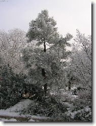 Kouzeln� n�mraza