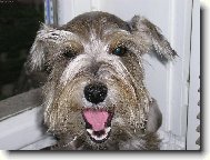 Usm�vav� portr�t