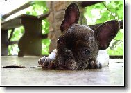 Ne��astn� zamilovan�