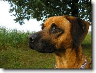 Pozorov�n� okol�