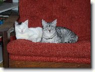 Sest�i�ky Roz�rka a Cecilka