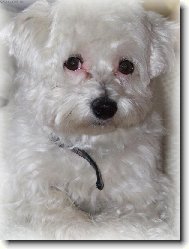 N� gau��k Mont�k