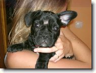 U� mi stouplo jedno ucho, h��.