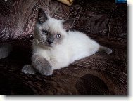 Britsk� colorpoint