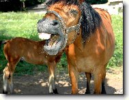 Vesel� kobylka....