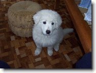 Car z Borov�ho hr�dku