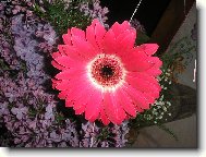 gerbera k narozenin�m