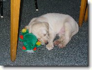 Sp�nk��m...neru��it