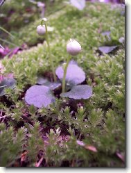 Jednokv�tek velekv�t�