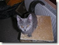 Kocourek Tim��ek