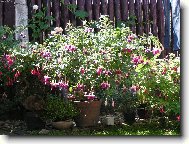 To je na�e kr�lovna