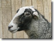 Na�e ove�ka Romane�ka