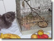 S�ra+ k�e�ek V�a