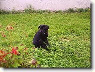 k��enec labradora+oha�e