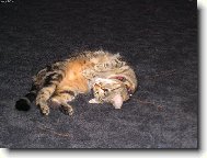 Rozmazlen� ko�ka