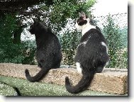 �ernob�l� siesta