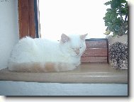 Na okn� le�ela ko�ka...