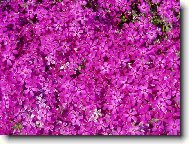 Kv�tinov� koberec