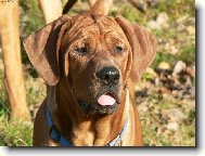 Dailley Diamant severu-u�oplesk!:)