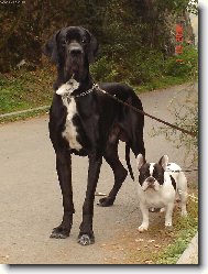 Cyrillius Regia Uttis + buldo�ek Omar