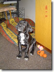 Cyrillius Regia Uttis - 2,5 m�s.