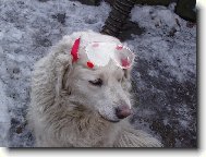 Tak jdeme u� brousit?