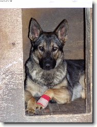 Erika a nemocn� packa