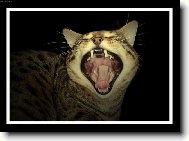 Zhasni to sv�tlo, nebo....