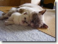 britsk� colorpoint