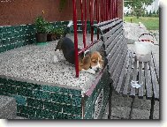 Benny u� zase uva�uje,kde n�co vyvede.