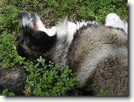 sb�ra� bor�vek