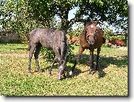 Maminka s dceru�kou