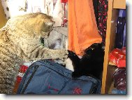 P�edv�no�n� �klid