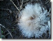 Chlupat� kuli�ka