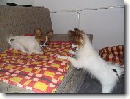 Estel a Eset Porubsk� kv�t