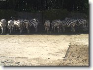 kr�sn� pozad�...